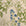 PNT CRP PRINTED WD LEG WHITE GREEN BLUE