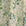 DRS CREPE PRINTED SS PALE FLORAL WHITE G